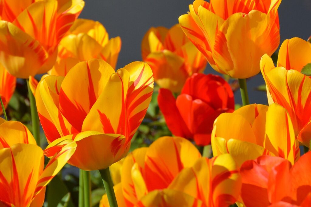 tulips, flower background, spring, orange, tulip flowers, beautiful flowers, flower wallpaper, blossoms, flower, nature, colorful, happy, beginning of spring, spring awakening, spring flowers, flora, botany, garden