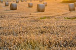 field, nature, harvest, harvest festival, sunset, the rays, evening